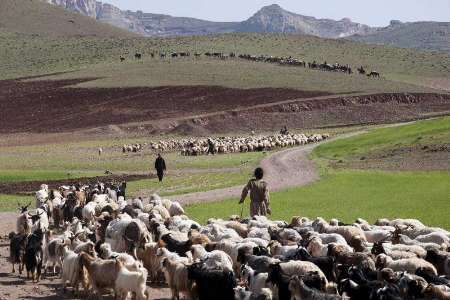 عشایر اصفهان تولید گوشت قرمز را به مقدار 500 تن افزایش می دهد