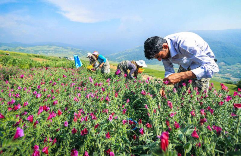Iran has high capacity for export of medicinal herbs: Official Iran has high capacity for export of medicinal herbs: Official