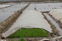 خزانه گیری زودهنگام برنج ؛ جنگ شكست خورده با اقلیم