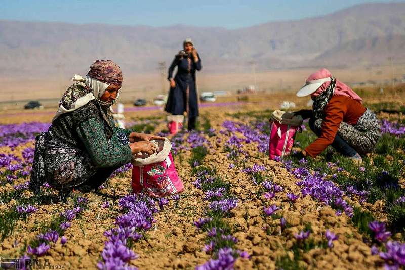 كاهش نگرانی زعفران كاران با توسعه ابزارهای جدید مالی در بورس