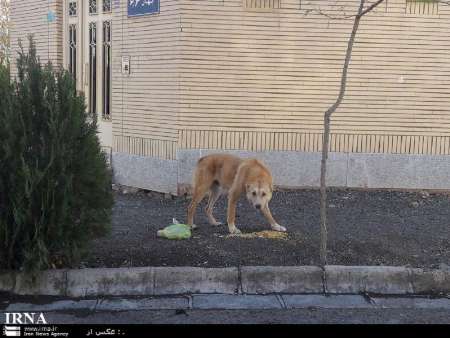 معضل ولگردی سگها در كوچه پسكوچه های سبزوار