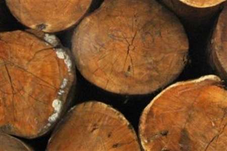 كشف 9 تن چوب جنگلي قاچاق در لردگان
