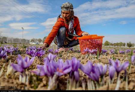 قراردادهاي اختيار معامله زعفران در بورس راه اندازي شد
