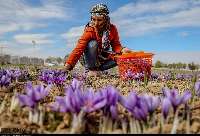 قراردادهاي اختيار معامله زعفران در بورس راه اندازي شد
