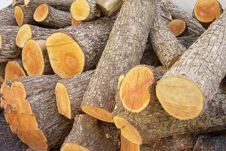 قاچاق چوب تاغ تاراج سرمایه ملی
