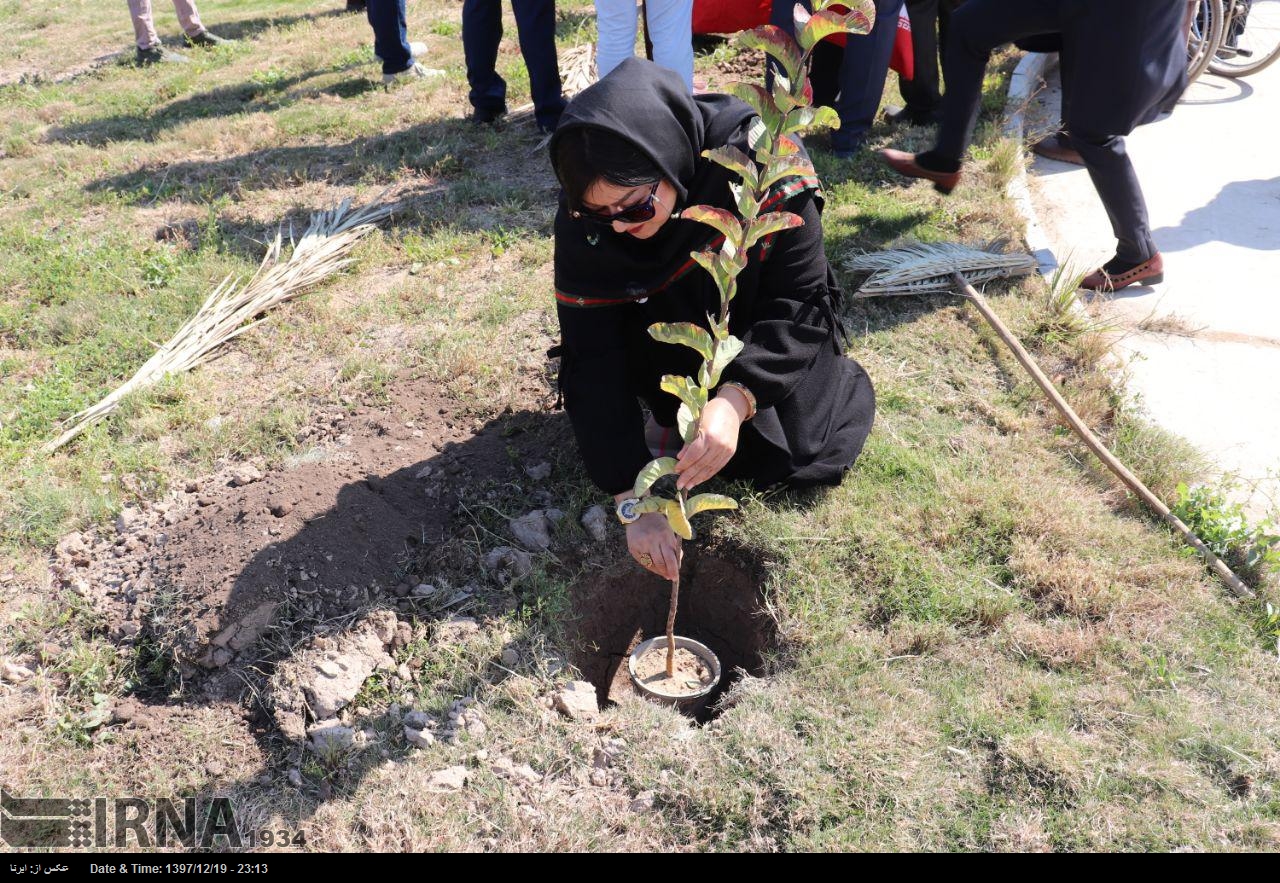 طرح جهادی فضای سبز در شمال تهران/ توزیع ۸ هزار اصله نهال