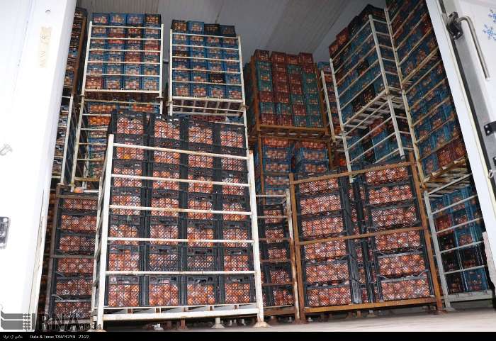 ۲۰۰ تُن میوه شب عید در هرمزگان ذخیره‌ شد