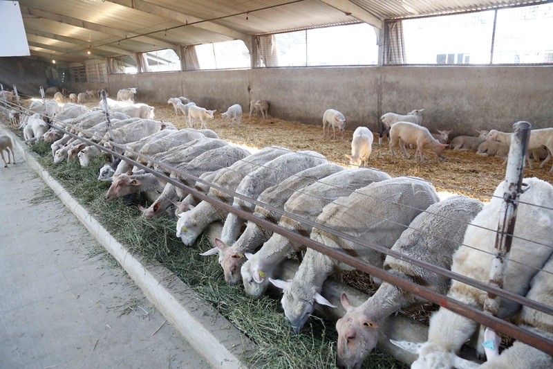 با اصلاح نژاد و چند قلوزایی، پرورش دام سبك اقتصادی می شود