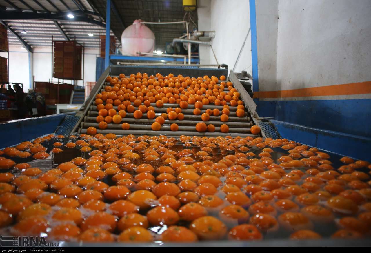 صادرات و خرید میوه شب عید،بازار مرکبات مازندران را تا حدودی رونق داده است 