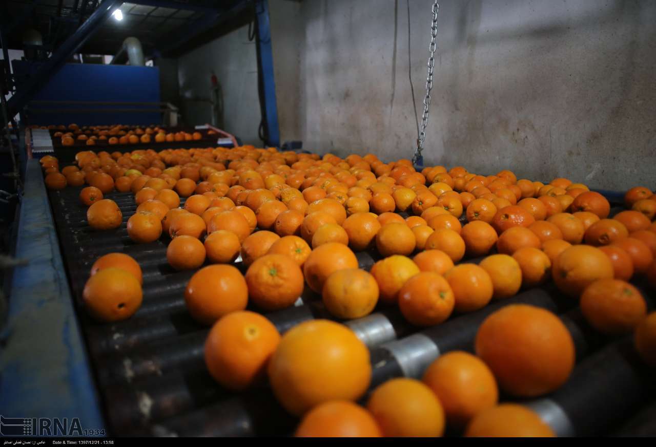 پرتقال‌های شرق مازندران بدون رنگ‌ افزایی وارد بازار کشور شد