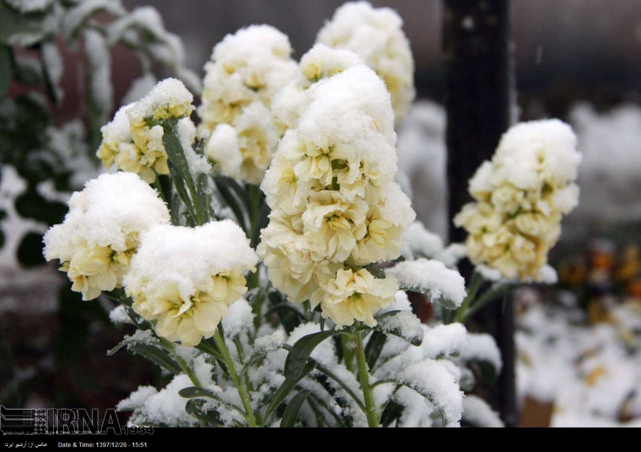 Schnee zum Frühlingsanfang Schnee zum Frühlingsanfang