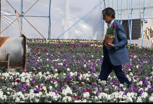 خوزستان رتبه نخست کشور در تولید گیاهان گلدار گلخانه‌ای را دارد