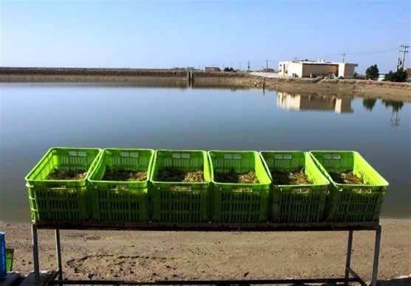 احداث شهرك شيلاتي گناوه آغاز شد احداث شهرك شيلاتي گناوه آغاز شد