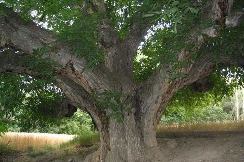 درخت گردوي كهنسال روستاي زناسوج در فهرست آثار ملي ثبت شد