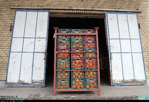 ۵۵۰ تن سیب و پرتقال تنظیم بازار در همدان توزیع شد