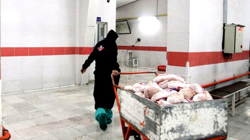 توزيع 60 تن مرغ در جنوب استان كرمان آغاز شد
