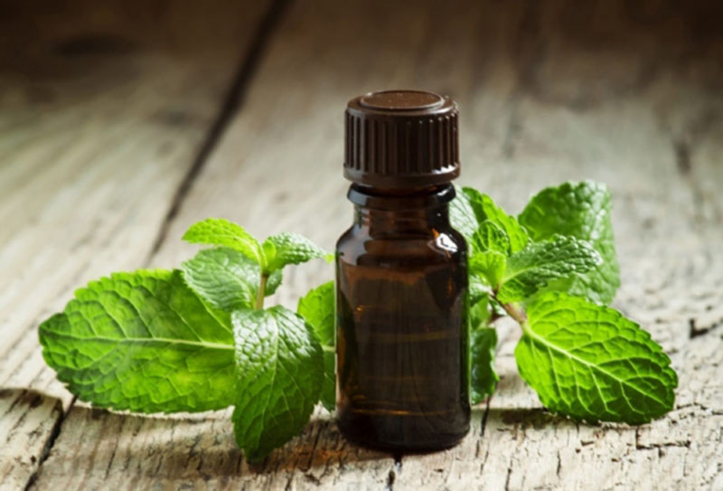 روغن نعناع و خواص بي نظير آن براي سلامتي را دست كم نگيريد روغن نعناع و خواص بي نظير آن براي سلامتي را دست كم نگيريد