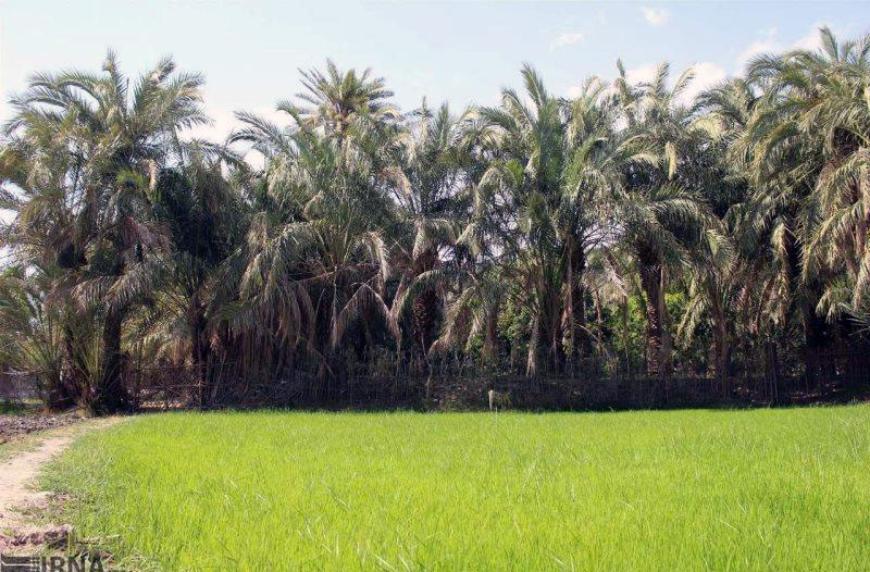 هيچان؛ دهكده گردشگري و فرهنگي در جنوب سيستان و بلوچستان