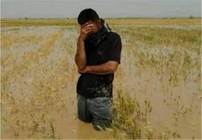 15هزارهكتار از مزارع گندم شعيبيه شوشتر زير آب است
