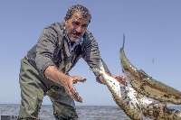 افزایش 200 درصدی صید ماهیان استخوانی از دریای مازندران