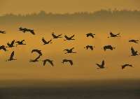 پرندگان زمستان گذر در شيروان به سيبري مهاجرت كردند