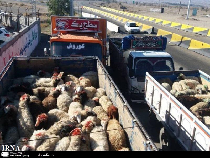 حمل و نقل دام در ایلام نیازمند اخذ گواهی بهداشتی قرنطینه ای است