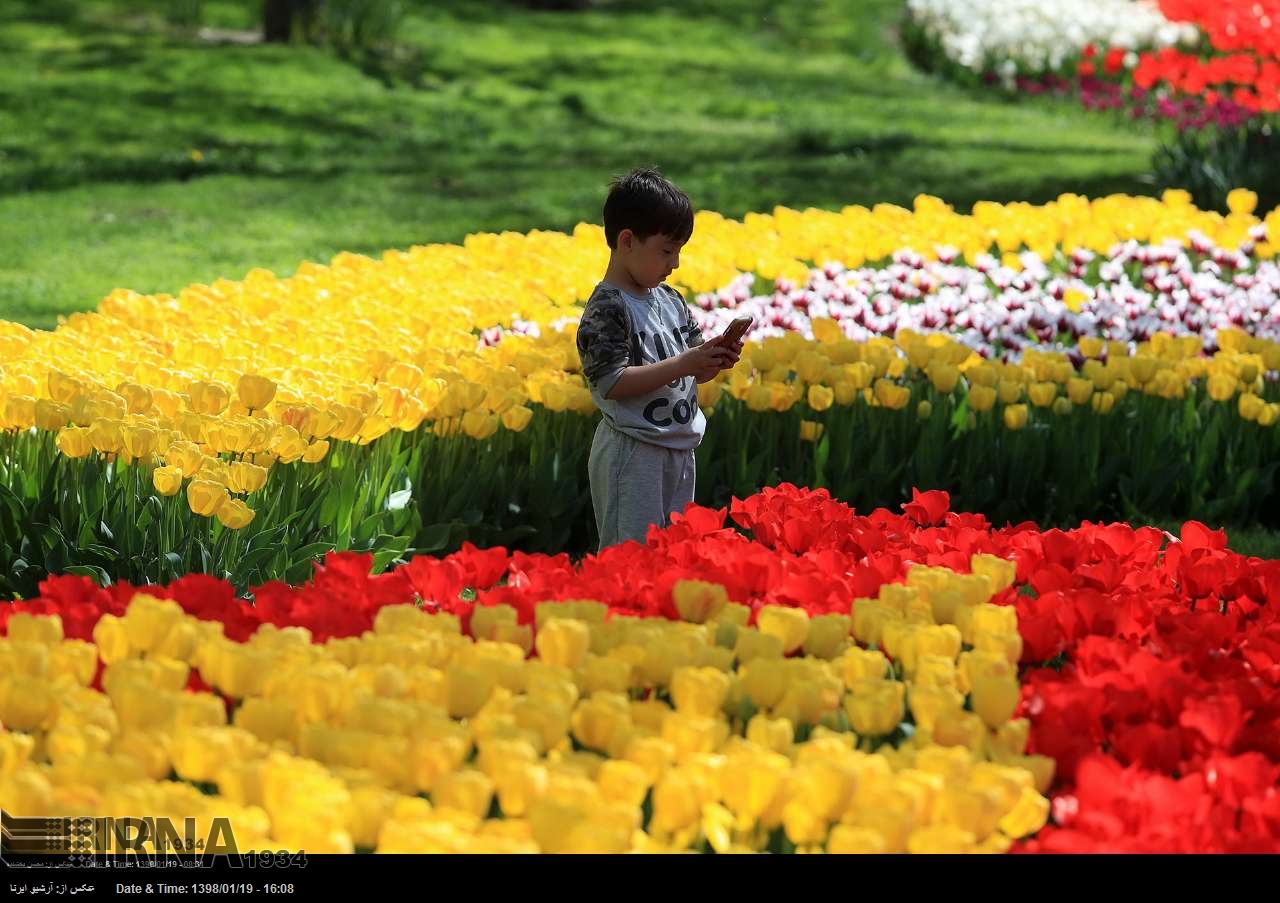 Festival of narcissus, tulip flowers in northeast Iran