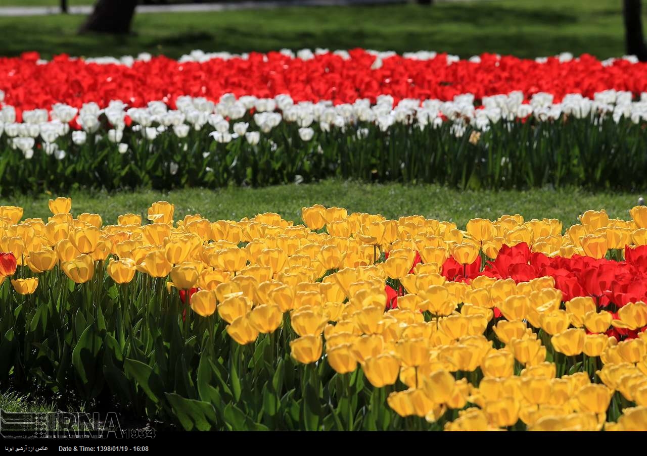 цветы ирана