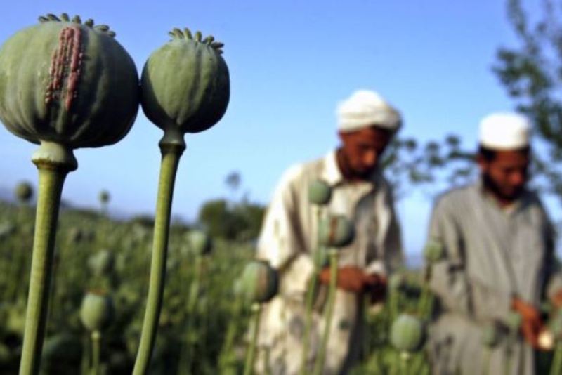 نقش آمریكا و گروههای تروریستی در تولید مواد مخدر درافغانستان