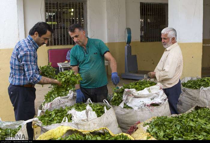 قيمت برگ سبز چاي چايكاران شمال  افزايش يافت