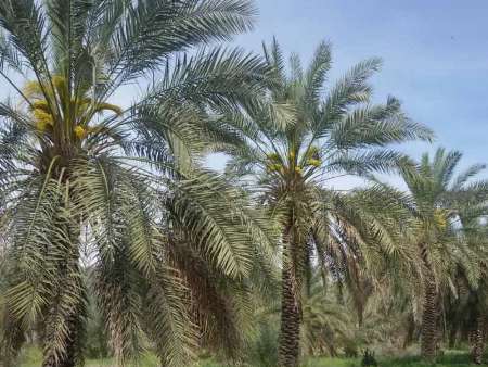26هزارتن خرما امسال از نخلستان هاي حاجي آباد توليد مي شود 26هزارتن خرما امسال از نخلستان هاي حاجي آباد توليد مي شود