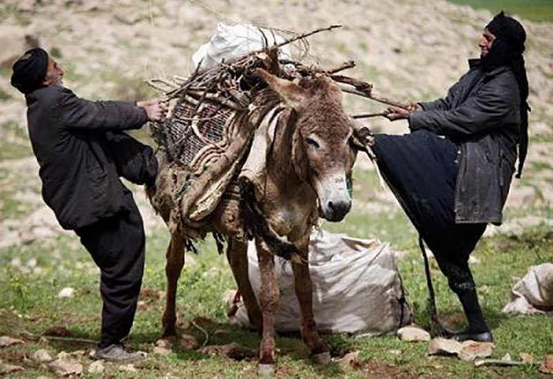 بارندگي، كوچ بهاره عشاير استان تهران را به تاخير انداخت