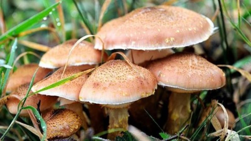 10 گونه قارچ سمي در كردستان شناسايي شده است
