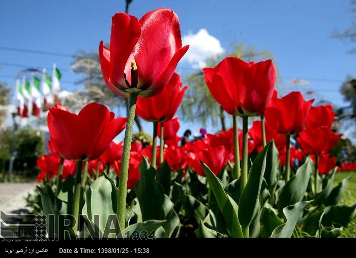 Blumen-Festival in Teheran Blumen-Festival in Teheran
