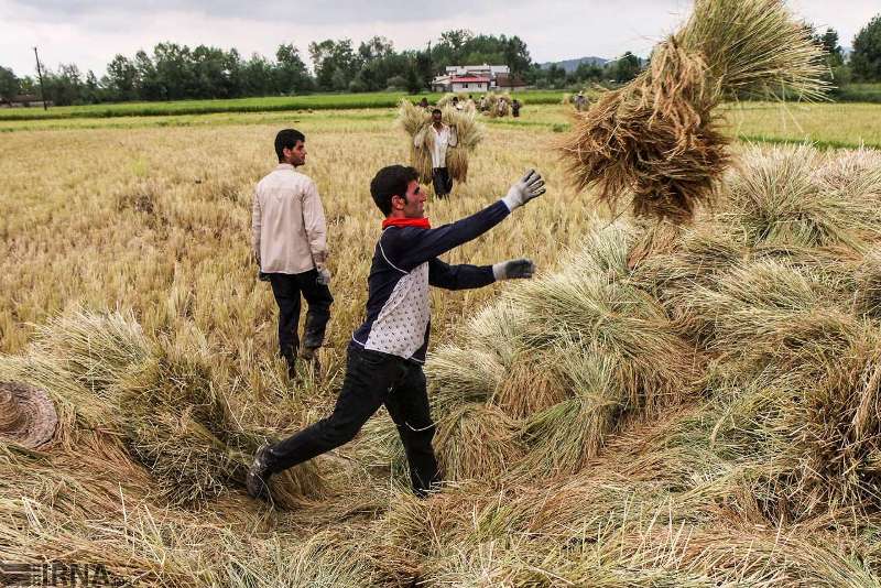 گرانی نهاده های كشاورزی و كمبود نقدینگی شالیكاران مازندران