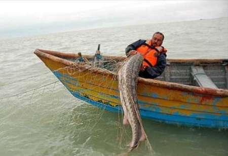 شیلات ایران: ذخایر ماهیان خاویاری خزر بهبود نیافته است