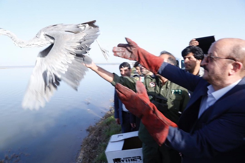 استاندار قزوین پنج پرنده را در تالاب الله آباد رهاسازی كرد