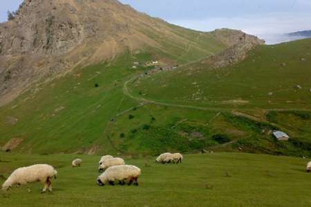 3000 هكتار مرتع در مهاباد به بهره برداران واگذار شد