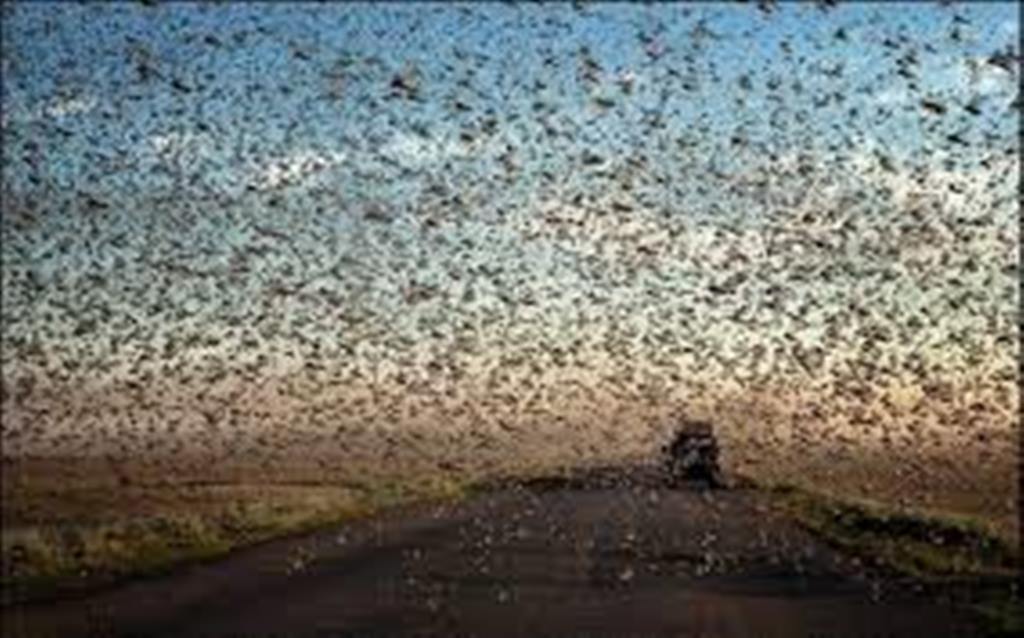 مبارزه با ملخ هاي مهاجم در وسعت 19هزار هكتار مبارزه با ملخ هاي مهاجم در وسعت 19هزار هكتار