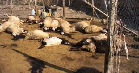 24 هزار راس دام سبك و سنگین كشور بر اثر سیلاب تلف شدند 24 هزار راس دام سبك و سنگین كشور بر اثر سیلاب تلف شدند