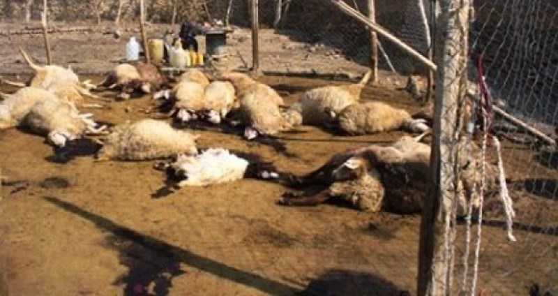 24 هزار راس دام سبك و سنگین كشور بر اثر سیلاب تلف شدند 24 هزار راس دام سبك و سنگین كشور بر اثر سیلاب تلف شدند