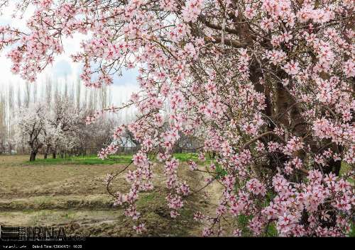 Spring blossoms in northwestern Iran