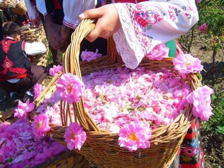 جشنواره گلاب گیری در سعدآباد جشنواره گلاب گیری در سعدآباد
