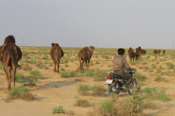 كوچ بهاره عشاير ايل قشقايي از خنج به ييلاق ادامه دارد