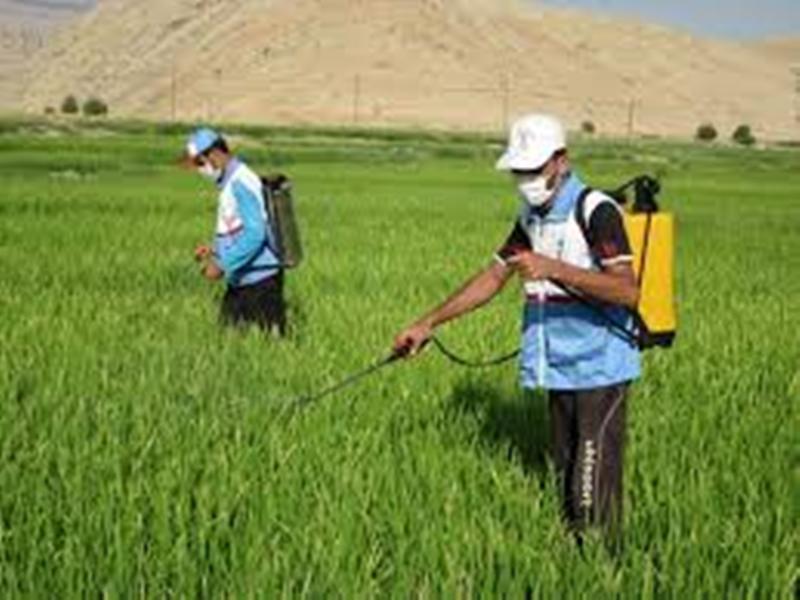 استقرار20 اكيپ مبارزه با آفت ملخ در مزارع  چهارمحال وبختياري