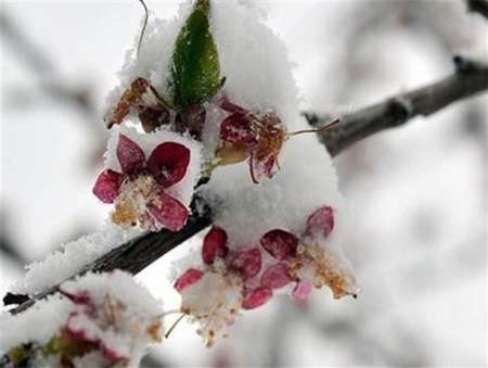 باغداران البرزي مراقب باشند باغداران البرزي مراقب باشند