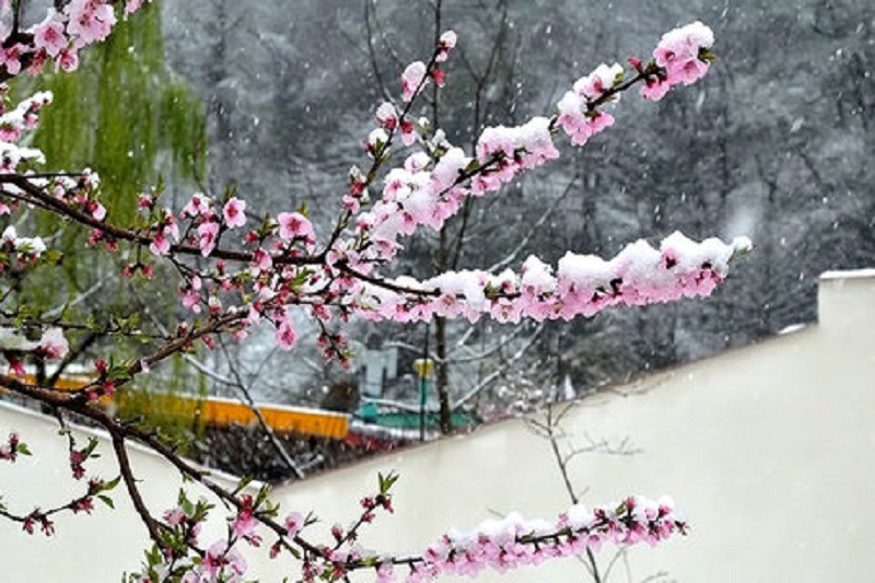 خسارت برف به باغ هاي آذربايجان غربي 90 درصد تخمين زده مي شود