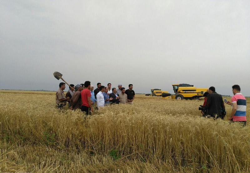 برداشت گندم از مزارع خرمشهر آغاز شد برداشت گندم از مزارع خرمشهر آغاز شد