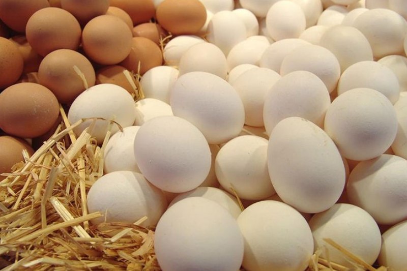 آزادسازي صادرات تخم مرغ، منجر به كاهش زيان توليدكنندگان مي شود