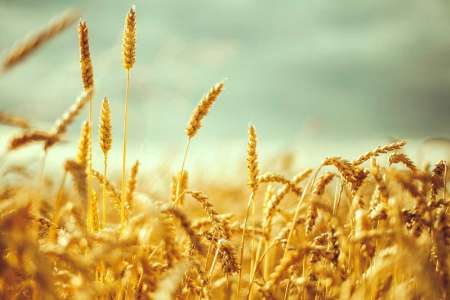 تمهیدات دولت برای خرید تضمینی گندم در سال98 اعلام شد تمهیدات دولت برای خرید تضمینی گندم در سال98 اعلام شد